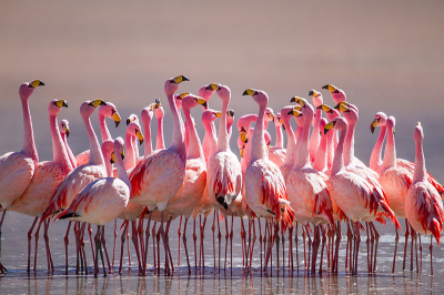 Het was een magisch gezicht, deze groep prachtig roze flamingo's die elkaar opzocht en af en toe besloot om een stukje te paraderen over het meer. Continu nee-schuddend leek het alsof ze aan het overleggen waren en het maar niet eens konden worden welke kant op te gaan.