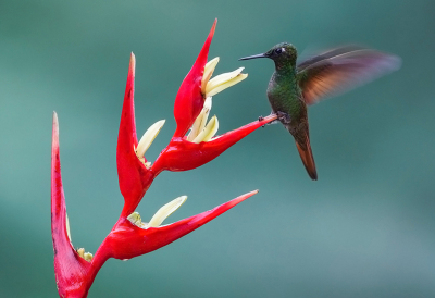 <i class='fa fa-user'></i> charlysax |   Braziliaanse Robijnkolibrie  <i class='fa fa-eye'> 242</i>  <i class='fa fa-thumbs-up'> 19</i>   <i class='fa fa-comment-o'> 10</i>