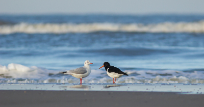 <i class='fa fa-user'></i> hansgans |   Scholekster  <i class='fa fa-eye'> 394</i>  <i class='fa fa-thumbs-up'> 17</i>   <i class='fa fa-comment-o'> 23</i>