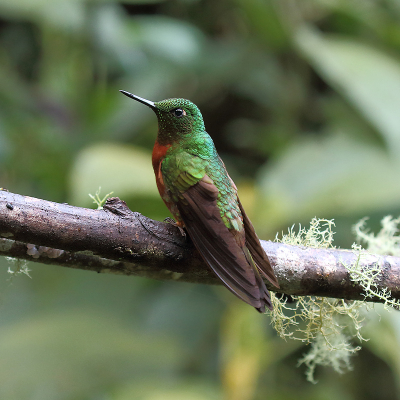 <i class='fa fa-user'></i> Henk Baptist |   Matthews' Hoornkolibrie  <i class='fa fa-eye'> 183</i>  <i class='fa fa-thumbs-up'> 4</i>   <i class='fa fa-comment-o'> 2</i>