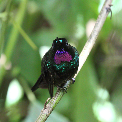 <i class='fa fa-user'></i> Henk Baptist |   Toermalijnzonnekolibrie  <i class='fa fa-eye'> 191</i>   <i class='fa fa-comment-o'> 3</i>