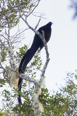 <i class='fa fa-user'></i> Paul van Giersbergen |   Zwarte Sikkelsnavel  <i class='fa fa-eye'> 205</i>   <i class='fa fa-comment-o'> 2</i>