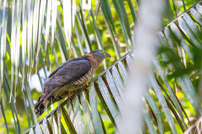 Deze wouw bracht een bezoekje aan ons tijdens ons verblijf in Madidi Jungle Ecolodge. Hij zat erg hoog in de bomen, maar bleef zich lange tijd rond het huisje bewegen waardoor ik hem uiteindelijk toch zeer aardig op de foto heb gekregen. Volgens mij is dit een nieuwe soort voor Birdpix, dus vandaar dat ik hem met jullie wil delen. Zelfs onze (zeer ervaren) gids had deze vogel nog nooit gezien!