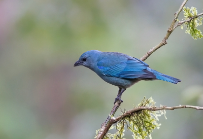 <i class='fa fa-user'></i> charlysax |   Azuurschoudertangare  <i class='fa fa-eye'> 190</i>  <i class='fa fa-thumbs-up'> 10</i>   <i class='fa fa-comment-o'> 4</i>