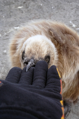 Zo dichtbij kunnen deze vogels dus komen. Voor de duidelijkheid, de pinguin kwam naar mij toe, ik stak alleen mijn hand uit.