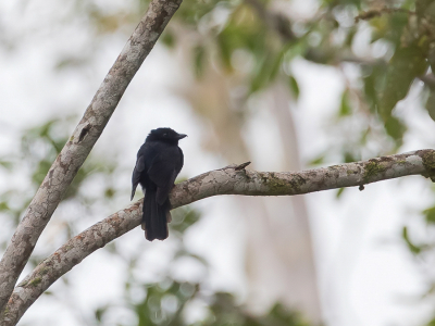 <i class='fa fa-user'></i> Paul van Giersbergen |   Bergdrongo  <i class='fa fa-eye'> 147</i>   <i class='fa fa-comment-o'> 0</i>