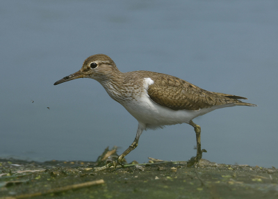 Zit je hoogzomer in de nieuwe schuilhut van Diependal in de hoop nog een Roodhalsfuut te kunnen fotograferen, iets wat al lang van te voren in afgesproken, blijkt het een van de droogste zomers te worden en was het water (en de vogels) ver te zoeken. De geur van dode vis die af en toe binnen kwam was ook niet heel aangenaam. Gelukkig kwam deze Oeverloper wel even mooi langs gelopen.