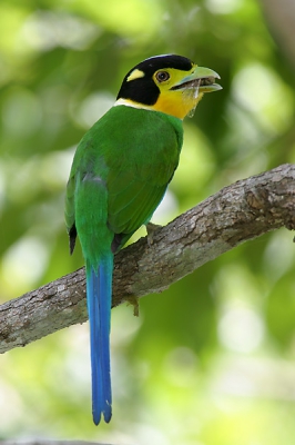 Size: 28 cm Green body plumage, striking black and yellow head pattern and long blue tail Habitat: evergreen forest below 800 m Fairly common resident

In Thailand we give the nickname for this bird as "The Helmet" as the black color on the head looks like helmet, you guys agree? See you next Wednasday with the new ones because I can post only 3 times a week.

Taken by EOS 10D with EF 400 F2.8L + EF 1.4x at F5.6, 1/125 ISO 100