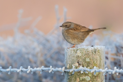 <i class='fa fa-user'></i> Van de Velde Frank |   Heggenmus  <i class='fa fa-eye'> 308</i>  <i class='fa fa-thumbs-up'> 3</i>   <i class='fa fa-comment-o'> 4</i>