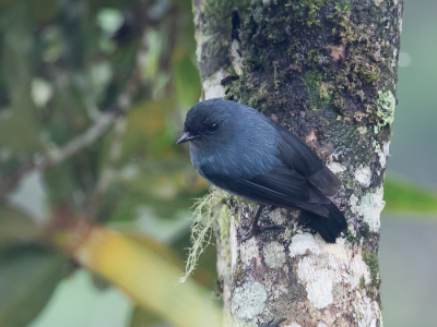 <i class='fa fa-user'></i> Paul van Giersbergen |   Leizwarte Struikvliegenvanger  <i class='fa fa-eye'> 171</i>   <i class='fa fa-comment-o'> 3</i>