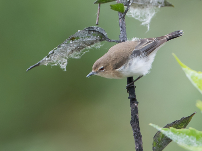 <i class='fa fa-user'></i> Paul van Giersbergen |   Boomvarenmangrovezanger  <i class='fa fa-eye'> 185</i>  <i class='fa fa-thumbs-up'> 1</i>   <i class='fa fa-comment-o'> 3</i>
