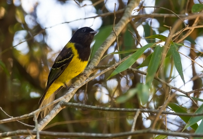 <i class='fa fa-user'></i> charlysax |   Zwart-gele Besseneter  <i class='fa fa-eye'> 154</i>   <i class='fa fa-comment-o'> 1</i>