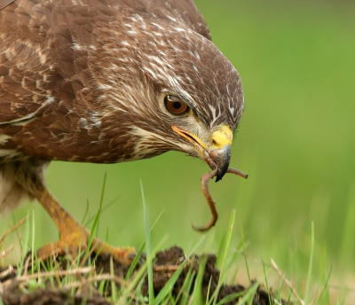 <i class='fa fa-user'></i> Ruud Scherpenisse |   Buizerd  <i class='fa fa-eye'> 319</i>  <i class='fa fa-thumbs-up'> 3</i>   <i class='fa fa-comment-o'> 5</i>