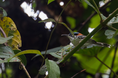 <i class='fa fa-user'></i> Paul van Giersbergen |   Wallace' Elfje  <i class='fa fa-eye'> 182</i>   <i class='fa fa-comment-o'> 1</i>