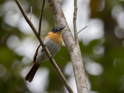 <i class='fa fa-user'></i> Paul van Giersbergen |   Witbuikfranjemonarch  <i class='fa fa-eye'> 159</i>   <i class='fa fa-comment-o'> 0</i>