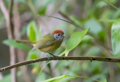 <i class='fa fa-user'></i> charlysax |   Roestkruinvireo  <i class='fa fa-eye'> 196</i>  <i class='fa fa-thumbs-up'> 2</i>   <i class='fa fa-comment-o'> 6</i>