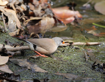 <i class='fa fa-user'></i> Theo Hendriks |   Spitsstaartamadine  <i class='fa fa-eye'> 195</i>   <i class='fa fa-comment-o'> 1</i>