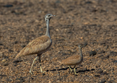 Ik heb afgelopen zomer het prachtige Namibi mogen bezoeken. Phenomenaal mooi!  Ik zal de komende tijd eens wat foto's van deze reis hier gaan delen. Te beginnen met dit vrouwtje en jong Rppell's Korhaan. Deze soort kan soms in familie verbanden leven en in dit geval liepen er 4 volwassen vogels en dit jong vlak langs de weg in de Sossusvlei.