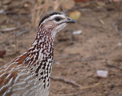 <i class='fa fa-user'></i> sieb |   Kuiffrankolijn  <i class='fa fa-eye'> 220</i>   <i class='fa fa-comment-o'> 7</i>