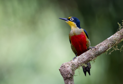 <i class='fa fa-user'></i> charlysax |   Goudmaskerspecht  <i class='fa fa-eye'> 264</i>  <i class='fa fa-thumbs-up'> 20</i>   <i class='fa fa-comment-o'> 18</i>