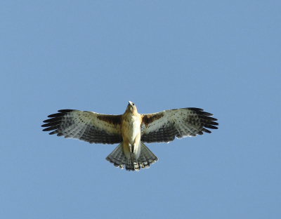 <i class='fa fa-user'></i> Theo Hendriks |   Australische Dwergarend  <i class='fa fa-eye'> 211</i>   <i class='fa fa-comment-o'> 1</i>