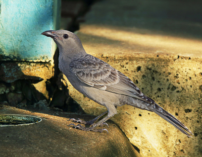 <i class='fa fa-user'></i> Theo Hendriks |   Grijze Prieelvogel  <i class='fa fa-eye'> 149</i>   <i class='fa fa-comment-o'> 2</i>