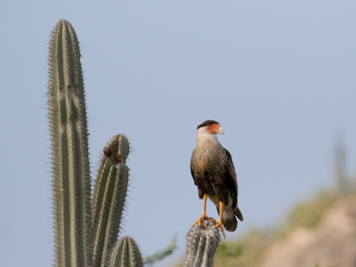 Hierbij nog een van de opnames op Curaao.
Voor wij vertrokken na Curaao had ik al diverse vogelsoorten bekeken die we misschien zouden gaan zien. Deze stond op ons lijstje en kwamen hem geregeld tegen langs de weg, waar je niet zomaar even kan stoppen. Tot wij op een zandpad reden ergens buiten af, en daar zat deze mooie Noordelijke  kuifcaracara.