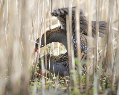 <i class='fa fa-user'></i> Bert Ooms |   Waterral  <i class='fa fa-eye'> 372</i>  <i class='fa fa-thumbs-up'> 14</i>   <i class='fa fa-comment-o'> 11</i>