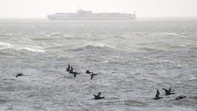 <i class='fa fa-user'></i> guido mwm |   Rotgans  <i class='fa fa-eye'> 346</i>  <i class='fa fa-thumbs-up'> 8</i>   <i class='fa fa-comment-o'> 19</i>