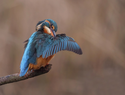 Een laatste foto van mij voor dit jaar.

Het wijfje is bezig met het poetsen van haar verenkleed. Gelukkig kon ik deze mooie vogel dit jaar nog op de valreep vastleggen. Laten we hopen dat er geen al te strenge vorst meer komt, zoals in februari en maart.

Iedereen een fijne jaarwisseling gewenst en een gelukkig en gezond 2019 met mooie fotomomenten.

Grt. Jurgen.