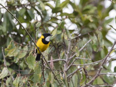 <i class='fa fa-user'></i> Paul van Giersbergen |   Baliemfluiter  <i class='fa fa-eye'> 171</i>   <i class='fa fa-comment-o'> 0</i>