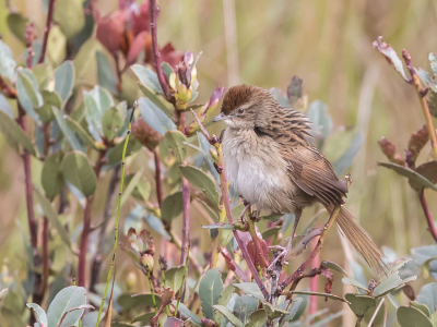 <i class='fa fa-user'></i> Paul van Giersbergen |   Papoeagrasvogel  <i class='fa fa-eye'> 176</i>  <i class='fa fa-thumbs-up'> 4</i>   <i class='fa fa-comment-o'> 4</i>