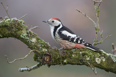 <i class='fa fa-user'></i> Luc Meert |   Middelste Bonte Specht  <i class='fa fa-eye'> 563</i>  <i class='fa fa-thumbs-up'> 25</i>   <i class='fa fa-comment-o'> 13</i>