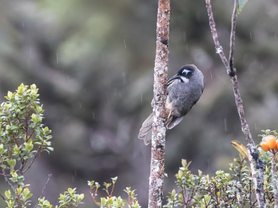 <i class='fa fa-user'></i> Paul van Giersbergen |   Belfords Honingeter  <i class='fa fa-eye'> 187</i>   <i class='fa fa-comment-o'> 0</i>