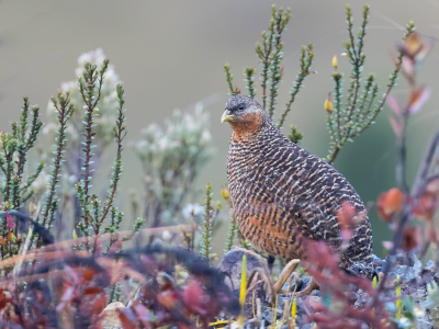 <i class='fa fa-user'></i> Paul van Giersbergen |   Nieuw-Guinese Bergpatrijs  <i class='fa fa-eye'> 425</i>  <i class='fa fa-thumbs-up'> 27</i>   <i class='fa fa-comment-o'> 12</i>