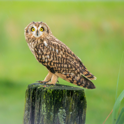 In de regen trof ik deze velduil, rustend op een paal. 
Ik kom hem goed benaderen in de auto, hoewel hij mij wel in de gaten hield, zoals blijkt uit de foto.