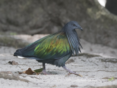 <i class='fa fa-user'></i> Frank van der Wielen |   Manenduif  <i class='fa fa-eye'> 318</i>  <i class='fa fa-thumbs-up'> 10</i>   <i class='fa fa-comment-o'> 13</i>