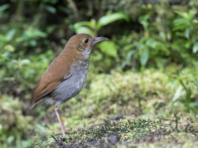 <i class='fa fa-user'></i> Paul van Giersbergen |   Zijdestaartlijstervliegenvanger  <i class='fa fa-eye'> 169</i>   <i class='fa fa-comment-o'> 5</i>