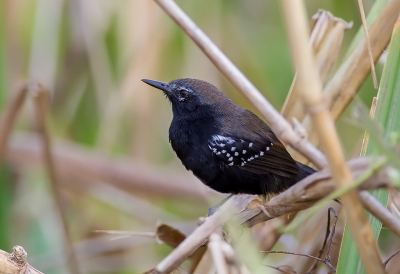 <i class='fa fa-user'></i> charlysax |   Paranmiervogel  <i class='fa fa-eye'> 172</i>  <i class='fa fa-thumbs-up'> 2</i>   <i class='fa fa-comment-o'> 3</i>