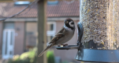 Very common bird, but quite beautiful when seen close-up. Seen in our front yard at the bird feeder
