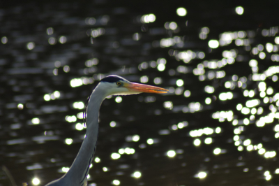 Magische vind ik hem zelf, dit door de schittering van het water
300mm lens zonder statief.