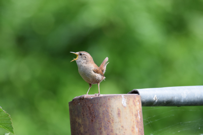 Deze winterkoning zing zijn mooiste lied..
steunend op een hekje met 600mm lens