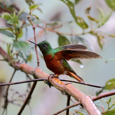 <i class='fa fa-user'></i> Henk Baptist |   Matthews' Hoornkolibrie  <i class='fa fa-eye'> 161</i>  <i class='fa fa-thumbs-up'> 2</i>   <i class='fa fa-comment-o'> 2</i>