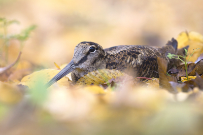 <i class='fa fa-user'></i> Luc Meert |   Houtsnip  <i class='fa fa-eye'> 541</i>  <i class='fa fa-thumbs-up'> 26</i>   <i class='fa fa-comment-o'> 11</i>