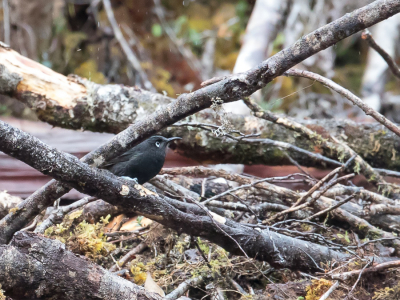 <i class='fa fa-user'></i> Paul van Giersbergen |   Roethoningeter  <i class='fa fa-eye'> 168</i>   <i class='fa fa-comment-o'> 1</i>