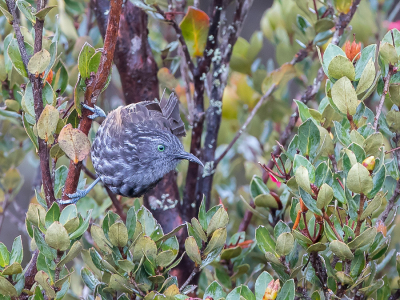 <i class='fa fa-user'></i> Paul van Giersbergen |   Zwartrughoningeter  <i class='fa fa-eye'> 219</i>  <i class='fa fa-thumbs-up'> 2</i>   <i class='fa fa-comment-o'> 6</i>