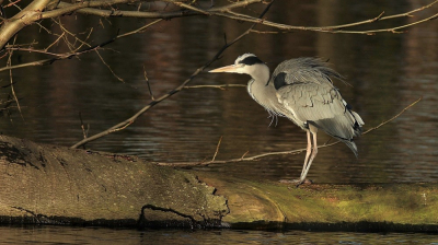 De mij bekende (denk ik.....) op een van zijn vaste plekjes. De lage decemberzon speelt met het licht.