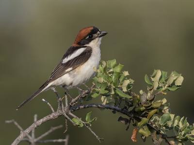 <i class='fa fa-user'></i> Fred |   Roodkopklauwier  <i class='fa fa-eye'> 357</i>  <i class='fa fa-thumbs-up'> 4</i>   <i class='fa fa-comment-o'> 4</i>