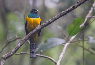 <i class='fa fa-user'></i> charlysax |   Zwartkeeltrogon  <i class='fa fa-eye'> 180</i>  <i class='fa fa-thumbs-up'> 1</i>   <i class='fa fa-comment-o'> 3</i>