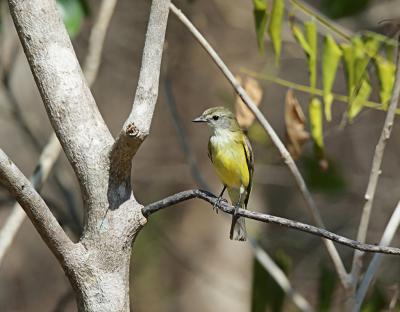 <i class='fa fa-user'></i> Theo Hendriks |   Citroenbuikvliegenvanger  <i class='fa fa-eye'> 183</i>   <i class='fa fa-comment-o'> 0</i>